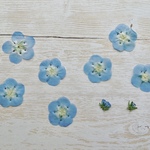 〖押し花〗ネモフィラ　Lサイズ　少量パック　おまけ付
