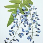 押し花素材・藤