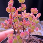 ネコポスで発送❣️多肉植物　ドロサンテマ キラキラ　レインボーキャンディーボール　抜き苗　１株