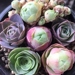 お買い得❣️多肉植物　グリーノビア　6点セット　抜き苗　名前付き　3-4cm 