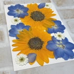 押し花ひまわり セット