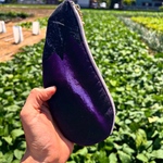 ナス🍆ペンケース