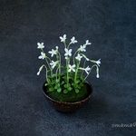 【受注】粘土盆栽　ヒナソウ　白色　雛草　足つき鉢