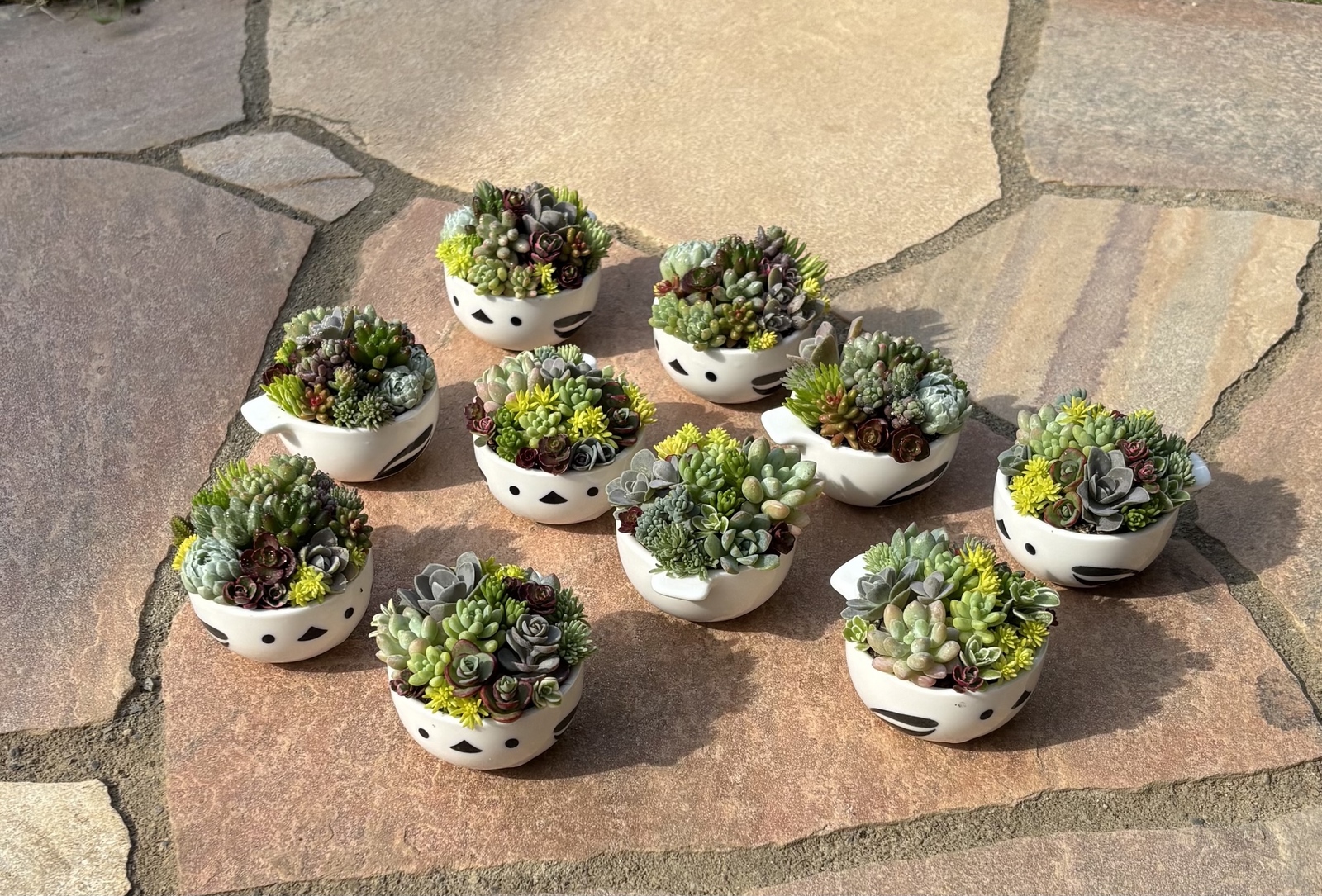 多肉植物 寄せ植え そのまま飾れる(•ө•)シマエナガ(小)No.1