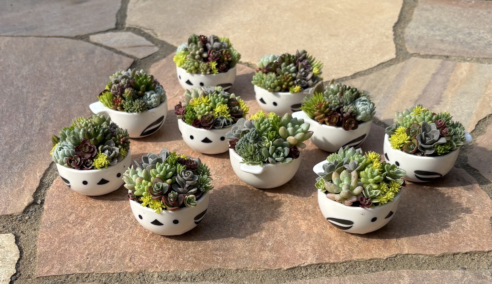 多肉植物 寄せ植え そのまま飾れる(•ө•)シマエナガ(小)No.1