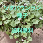 ツタバウンラン　種　　　