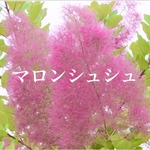 新色♡スモークツリー  マロンシュシュ　ローズファー　苗　希少品種
