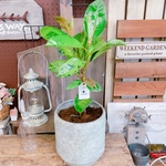 現品SALE！レア【フィカス ジン】おしゃれ斑入りグリーン♡珍しい観葉植物！ホワイトシルバー系ブリキ♡希少植物