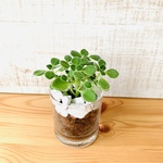 爽やかなミントの香り　アロマティカス　多肉植物　ロックグラス　ベラボン植え　インテリア　観葉植物　