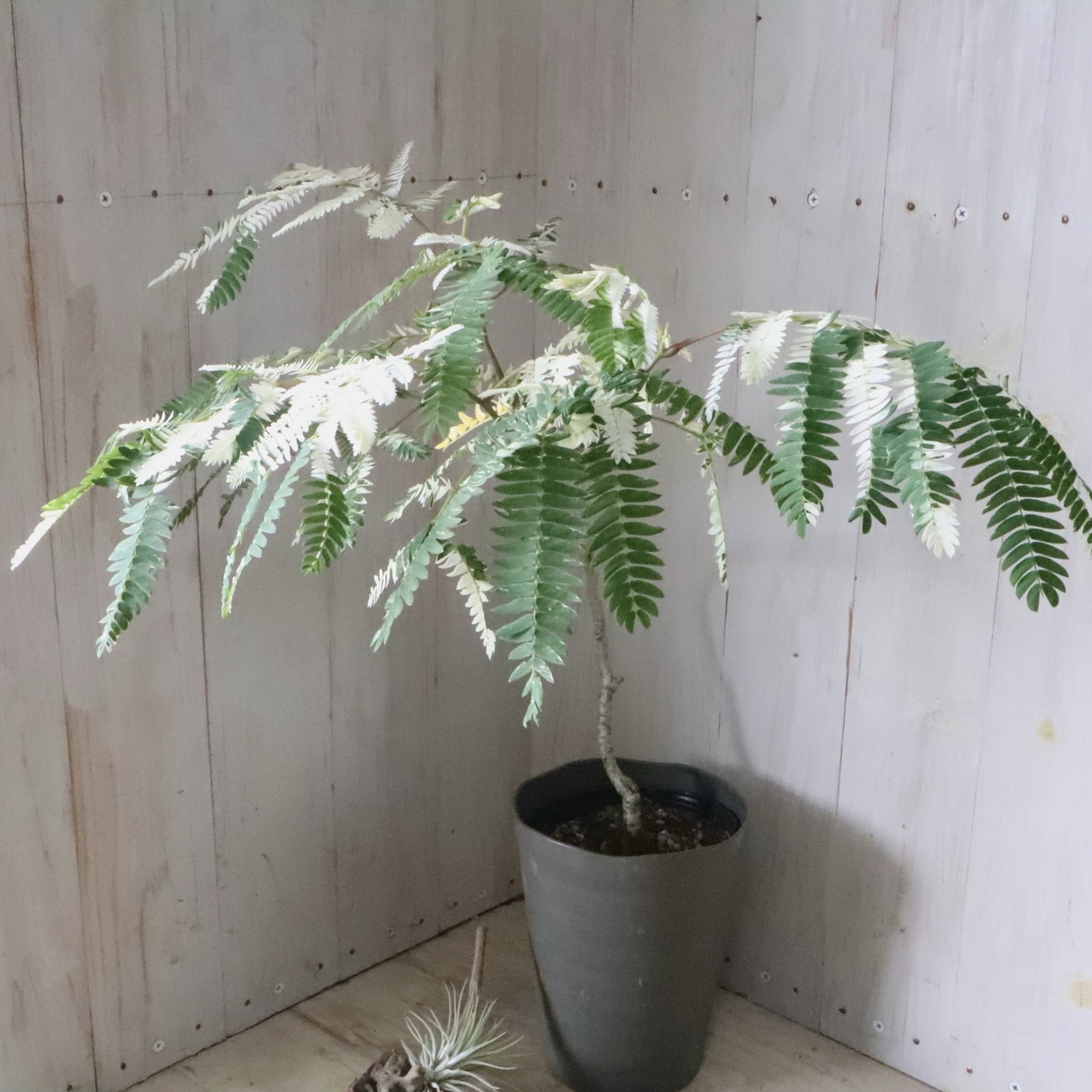 立派♡ 希少♡斑入り♡エバーフレッシュ♡ネムの木♡観葉植物♡インテリア♡ 希少♡斑入り♡エバーフレッシュ♡ネムの木♡観葉植物