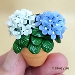 ミニチュア  紫陽花の鉢植え(白、ブルー系２輪)