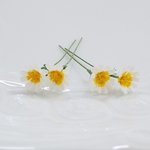 ﾐﾆ布花♡春菊の花♡野菜畑のお花シリーズ♡素材