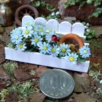 ミニチュアの花「ブルーディジーのホワイトガーデン」