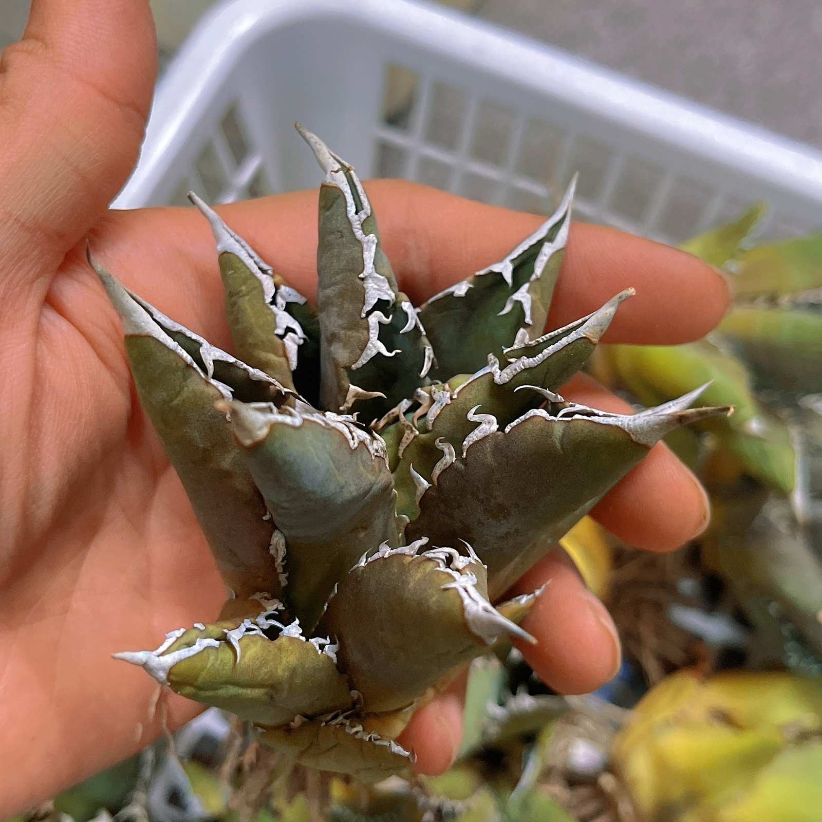 アガベ チタノタ 達磨葉老白鯨 特選 極上株