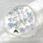 ꙳✧◌紫陽花 ラグランジア  LCV Ver.1◌꙳✧　　押し花 素材　