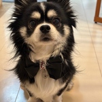 ◆再販◆ラスト1点◆マルシェで購入頂きました◆犬猫用　ブラック　リボンチョーカー　犬チョーカー　猫チョーカー◆685