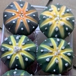 サボテン ドーナツ兜 スイカポケット 兜錦実生 特選1株入り