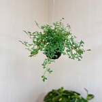 レインボーファーン　苔玉　ハンギング　虹色葉っぱ　観葉植物　空気浄化　