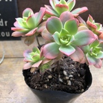 夕映え♡多肉植物♡紅葉♡ガーデニング