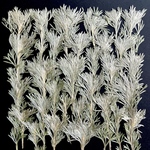 アサギリソウの押し花