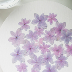 【押し花素材】紫陽花　八重咲き