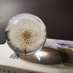 たんぽぽ 樹脂 球体 インテリア 置物 本物 ドライフラワー 癒し雑貨 ガラス風オブジェ 直径6cm プレゼントにも