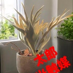 光触媒　人工観葉植物　ウォールグリーン　フェイクグリーン　コウモリラン花器付33