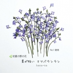 🌿初夏の野の花  茎が短い マツバウンラン  ＊押し花