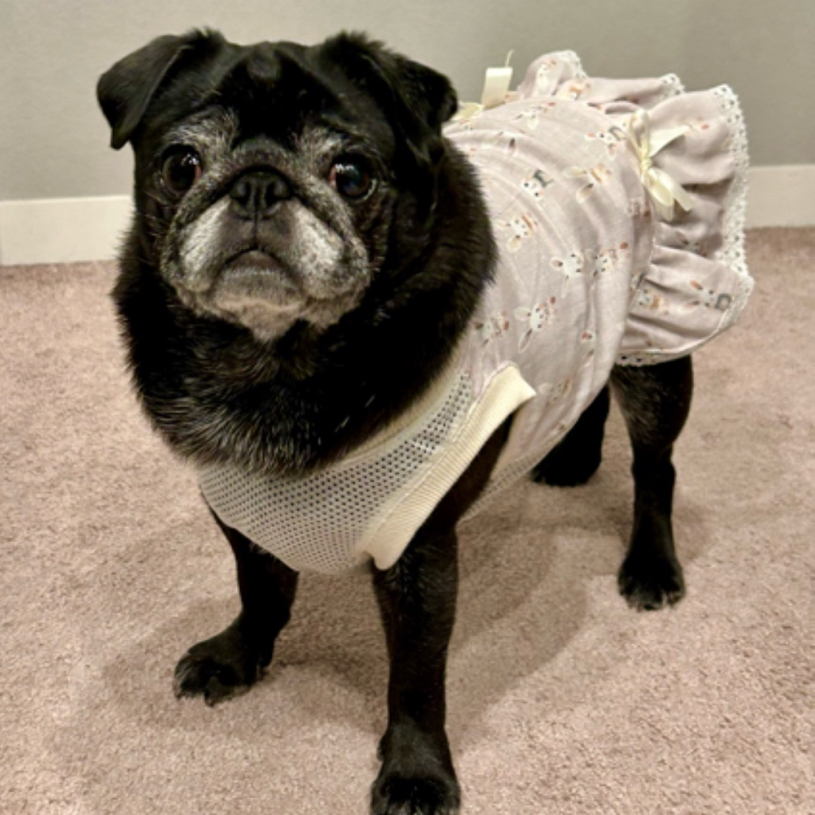 犬服 ラグラン(M) ꒡̈⃝Lily꒡̈⃝ハンドメイド 在庫処分品 犬服