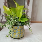 ミニグリーンの寄せ植えポーリッシュポット