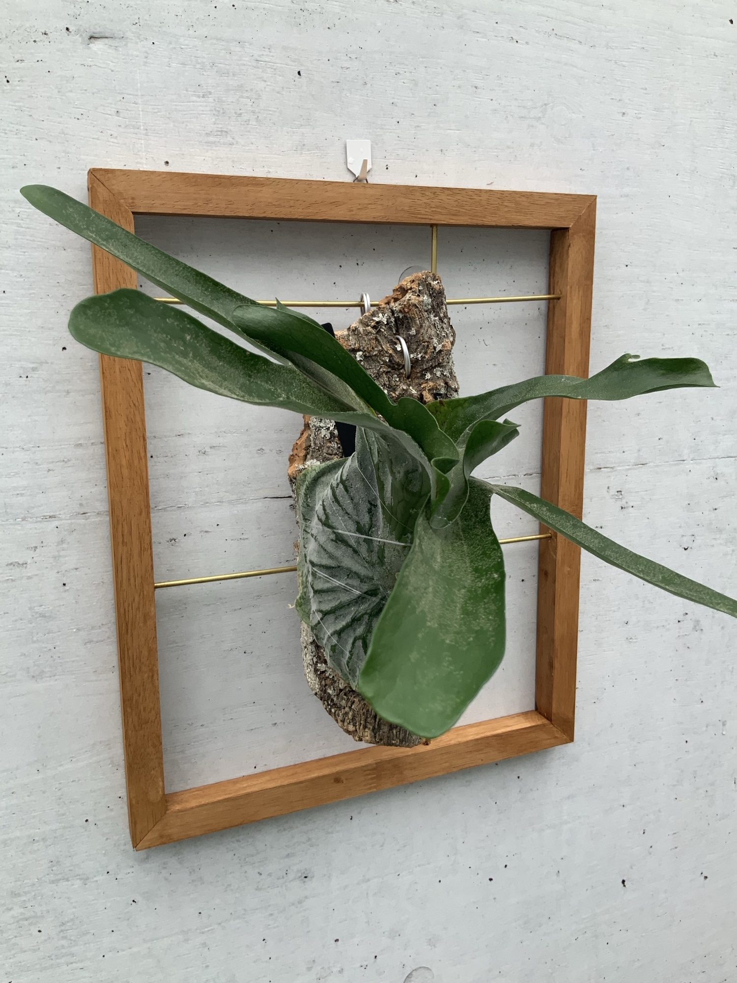 ビカクシダの人気通販 | minne byGMOペパボ 国内最大級の