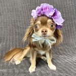 紫陽花ヘッドドレス （紫）