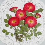 押し花素材〜🍀赤いミニばら