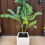 uh7様ご注文ページ♡パールアカシア　スクエア型テラコッタ鉢植え　オージープランツ　ミモザ　苗