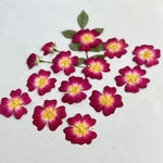  🍀ミニバラ安曇野♪開花12りん〜押し花素材