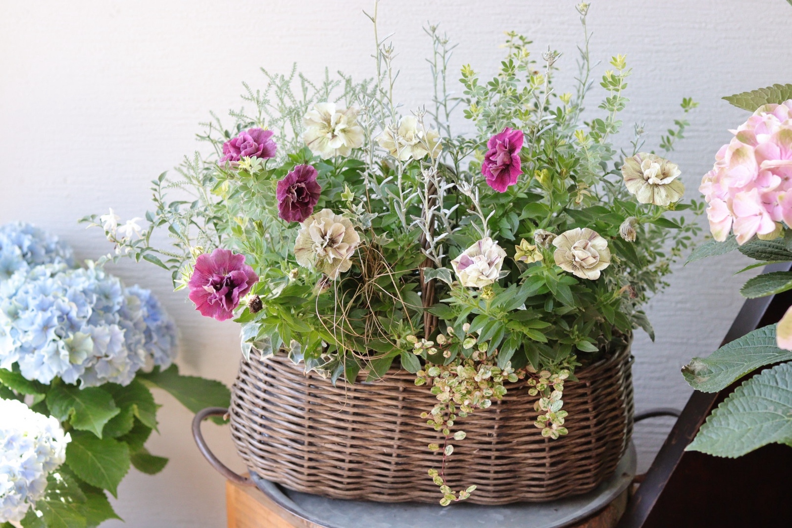 シックなペチュニアの夏籠寄せ植え - t-egret | minne 国内最大