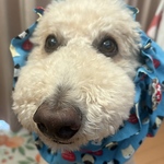 大型犬のためのスヌード