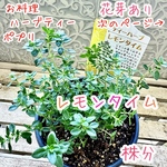 レモンタイム　ハーブ　苗　シトラスタイム　お料理　ティー　G対策　花芽付き
