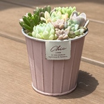 多肉植物 寄せ植え そのまま飾れる‪ (*˙˘˙*)❥❥ピンク
