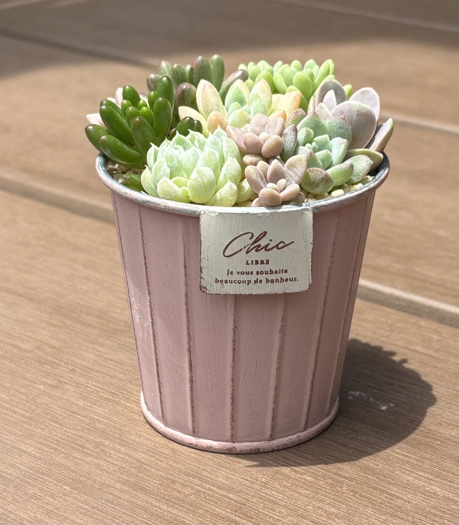 多肉植物 寄せ植え そのまま飾れる‪ ꪔ̤̮ ブリキうさぎ鉢No.3‬ 多肉植物