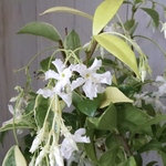斑入り♡スタージャスミン♡スターフレグランス♡白花♡