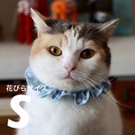 猫首輪《S》ポルカドット ベビーブルー