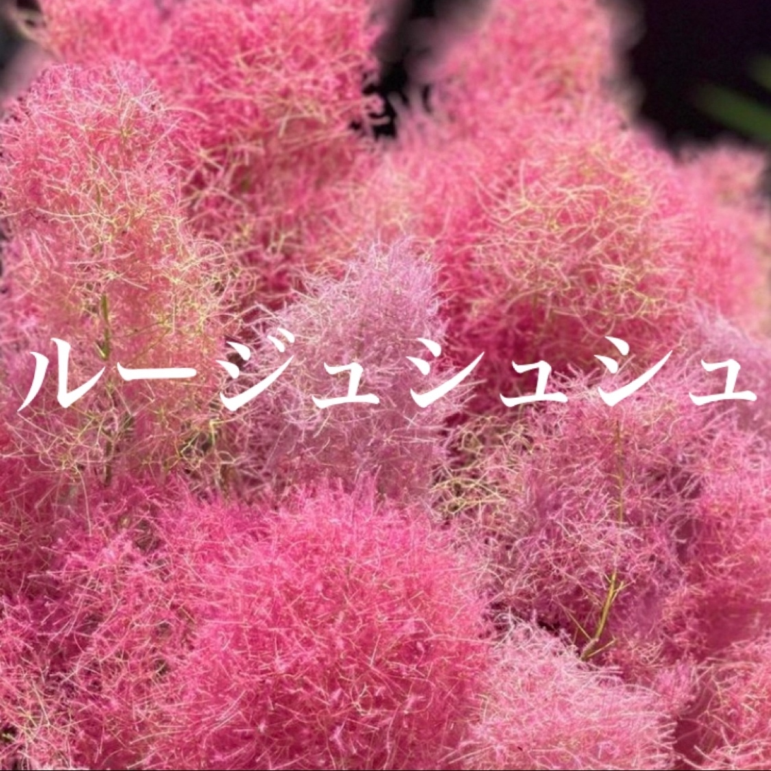 全て花芽付き シトロンシュシュ スモークツリー 苗 苗木 雌株
