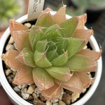 人気品種！★グラシリス 多肉植物 自家繁殖 国産
