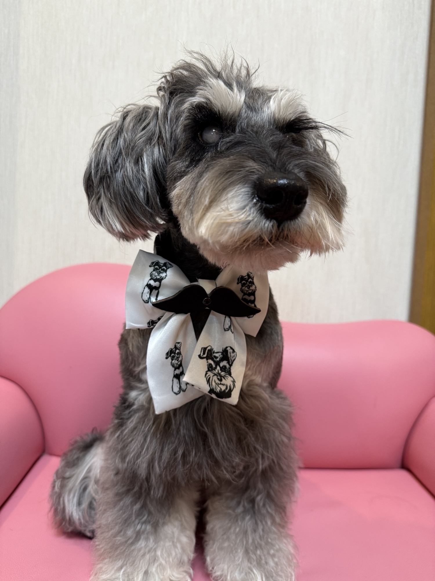 受注生産 デカシュナ柄 シュナウザー犬 モノクロ 犬服 - BOBYT