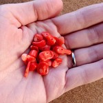 【10cm】ピンク珊瑚コーラルさざれチップパワーストーンセット