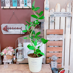 現品のみ♡【ベンガレンシス 】おしゃれグリーン♡人気の育てやすい大きめ観葉植物！ホワイト系ブリキ鉢！フィカス