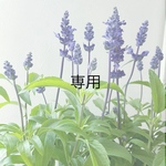 ransakanuno様専用　ブルーサルビアの寄せ植え