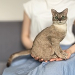 【オーダー】羊毛フェルト　うちの子　猫　シンガプーラ　アビシニアン　アメリカンショートヘア　エキゾチック　キジトラ　ラグドール　リアル　ペット　ぬいぐるみ　ペットロス　メモリアル
