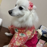半衿付き振袖着物　小型犬